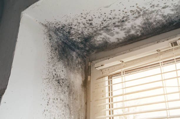 Affordable Mold Cleanup solutions in Bennett, NC